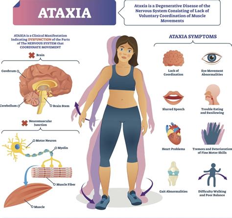 loss of muscle coordination results from damage to the|Overview of Movement Disorders .